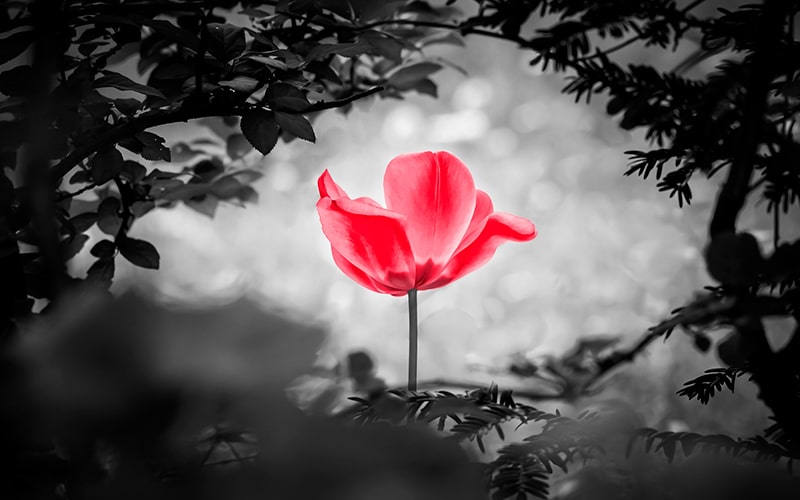 How to achieve equanimity in times of grief?