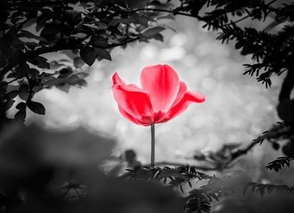 How to achieve equanimity in times of grief?         